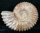 Heavy ( Wide) Mantelliceras Ammonite #12395-2
